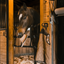 horse holding fedora hat